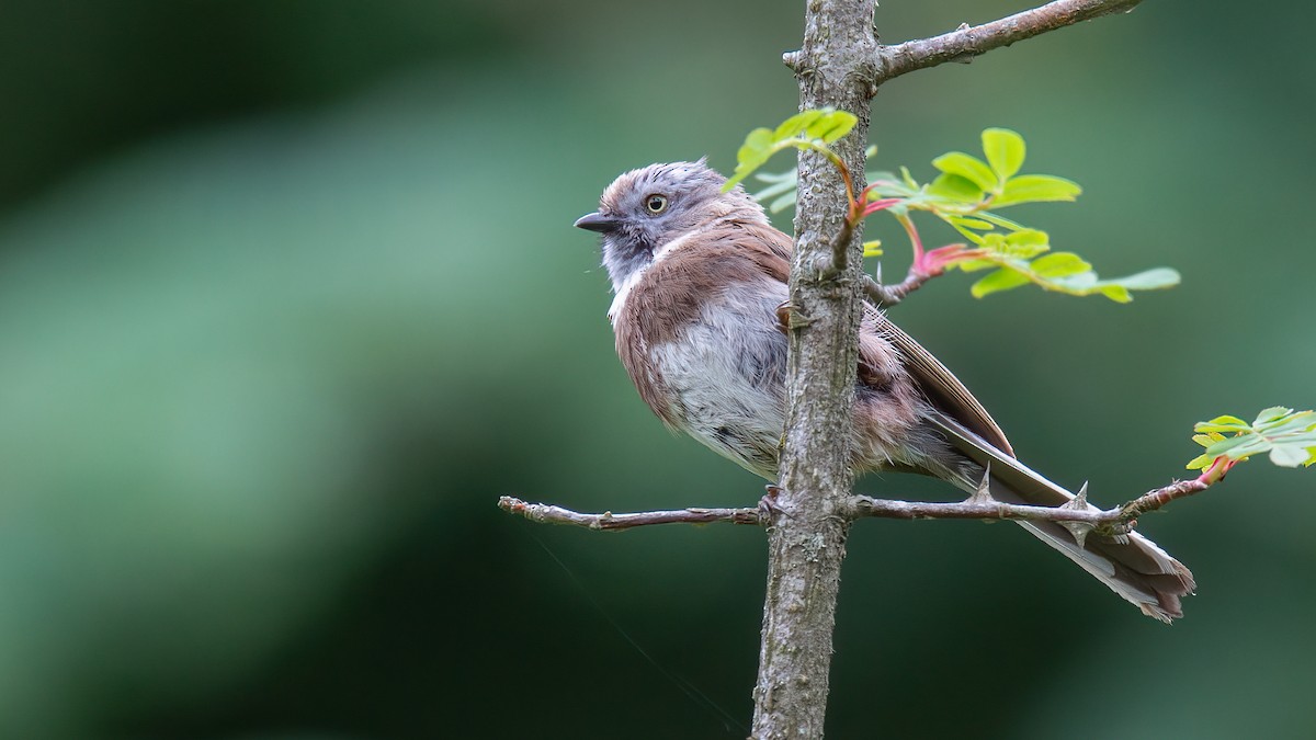 Sooty Tit - ML488529761