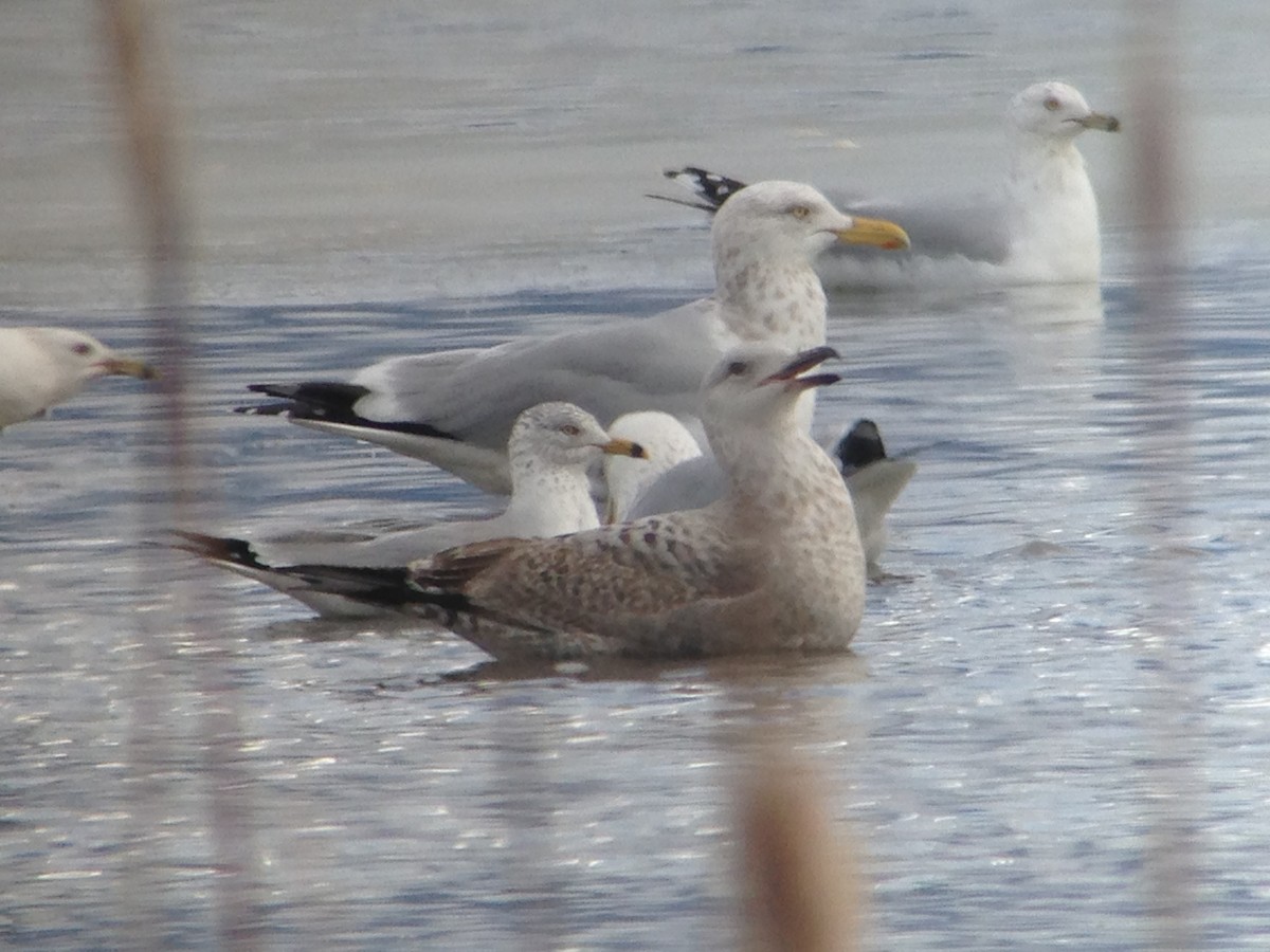 Herring Gull - ML48852991