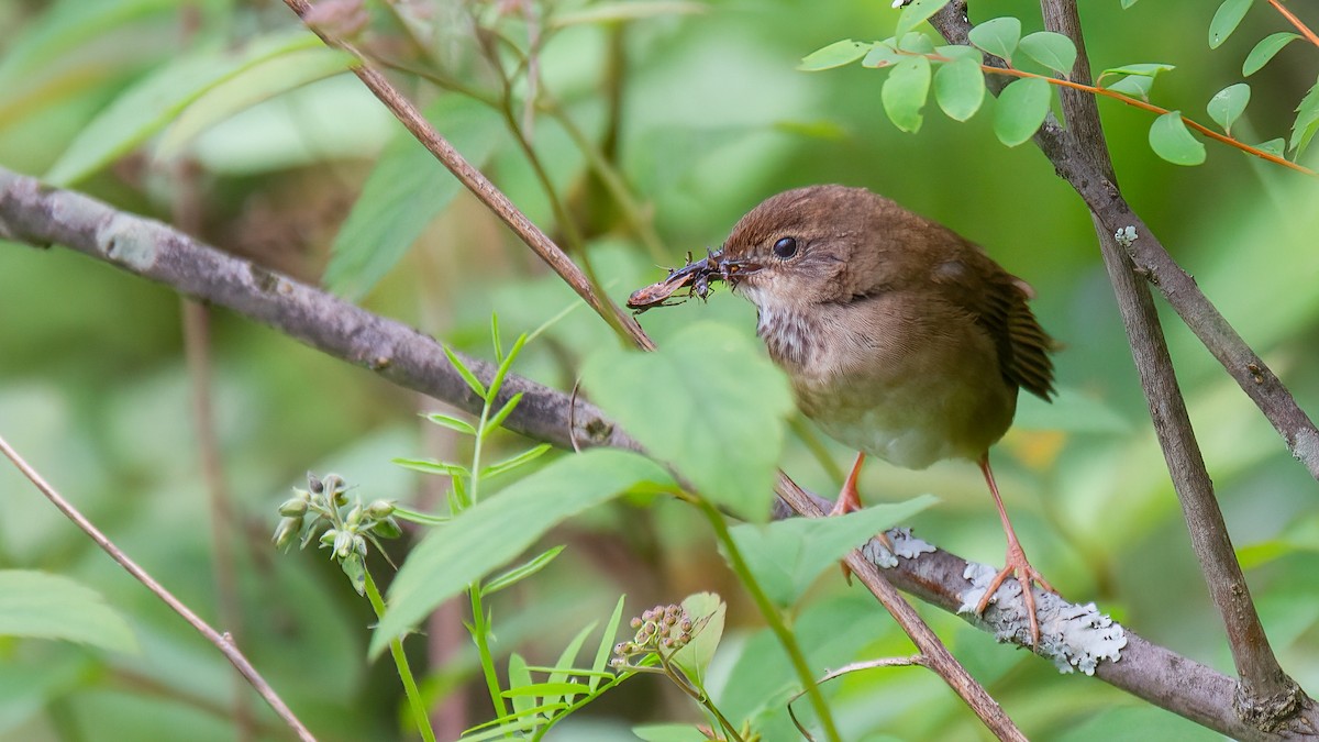 Baikal Bush Warbler - ML488529931