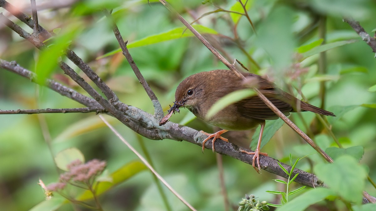 Baikal Bush Warbler - ML488529941