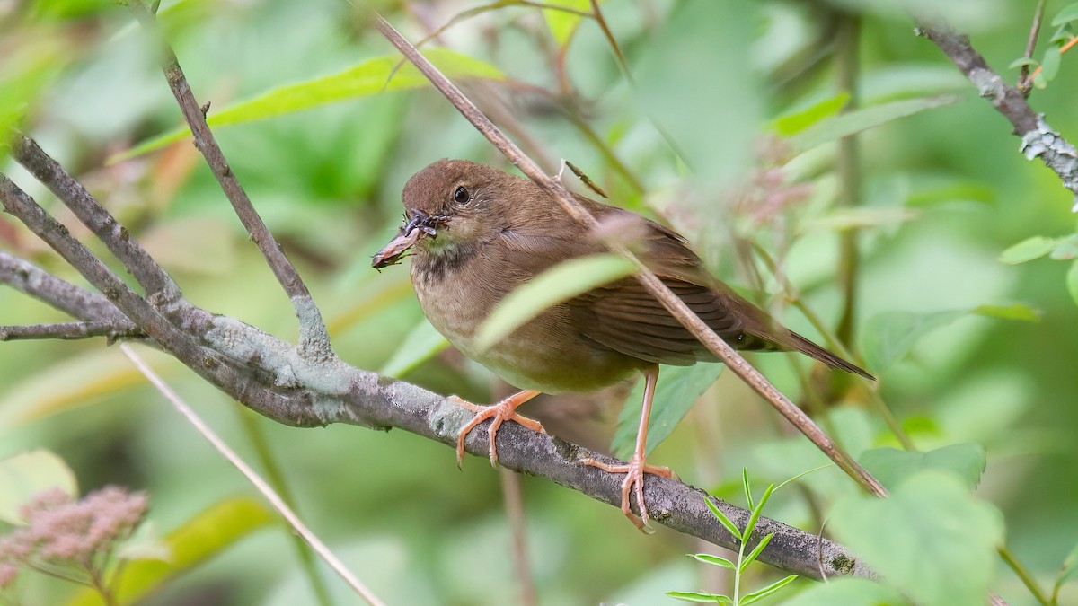 Baikal Bush Warbler - ML488529961