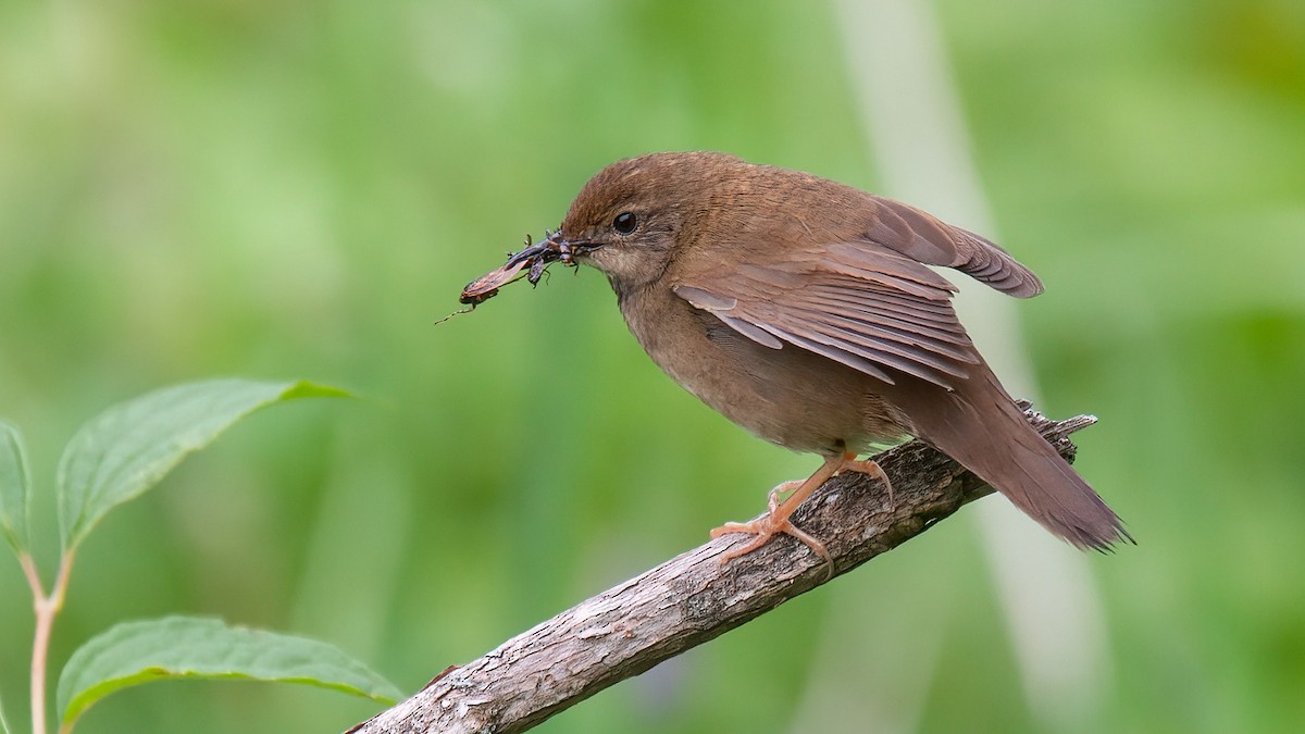 Baikal Bush Warbler - ML488529981