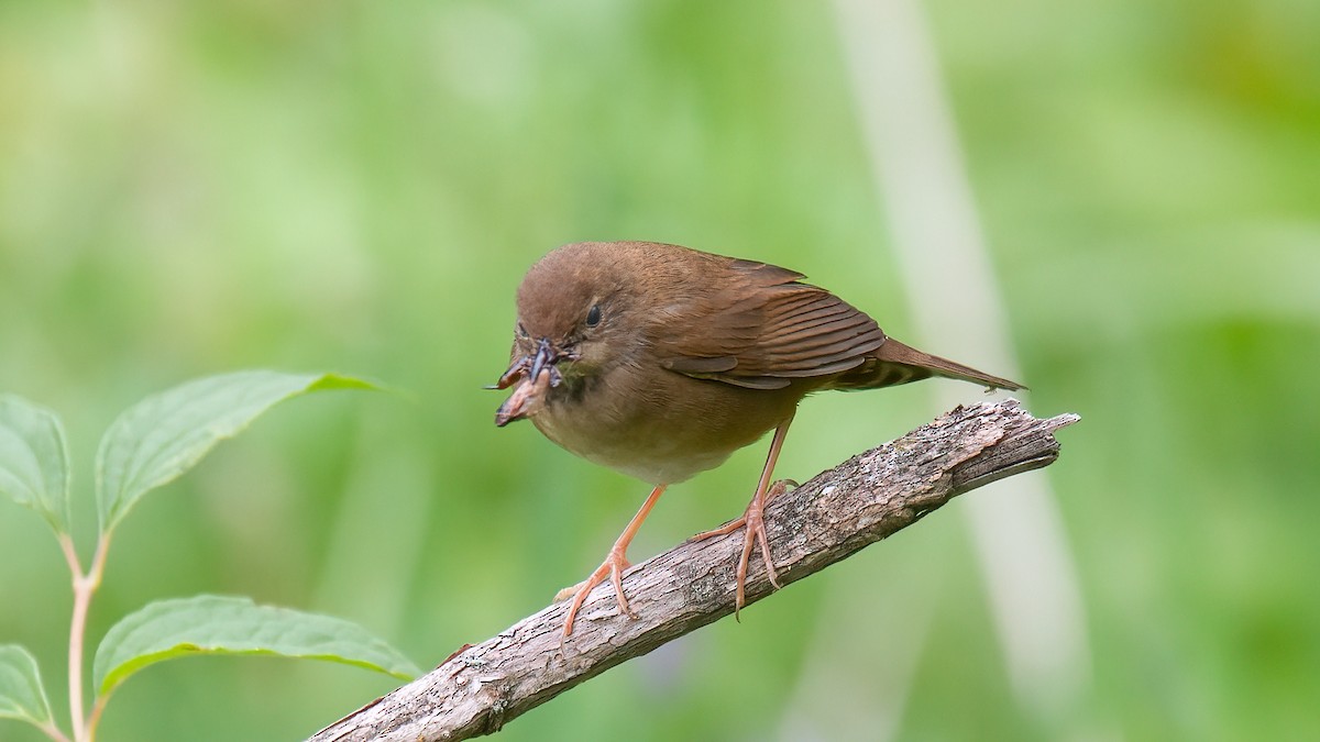 Baikal Bush Warbler - ML488529991