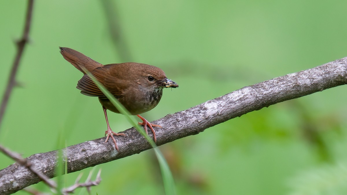 Baikal Bush Warbler - ML488530051