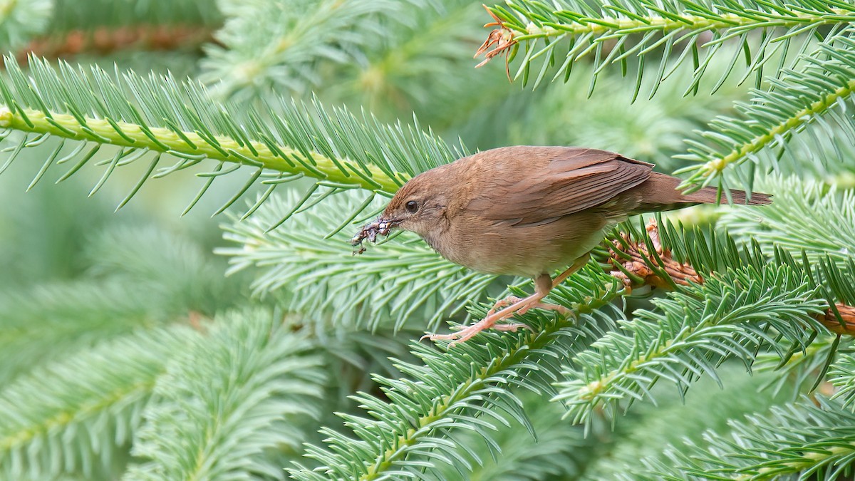 Baikal Bush Warbler - ML488530081