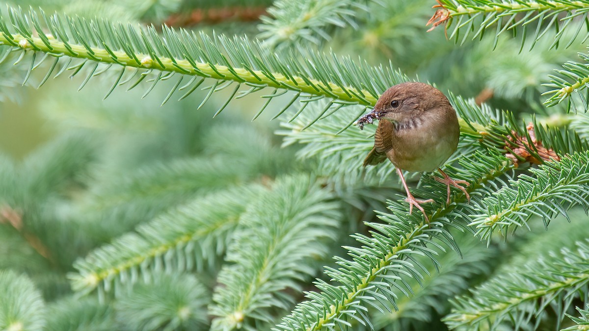 Baikal Bush Warbler - ML488530091