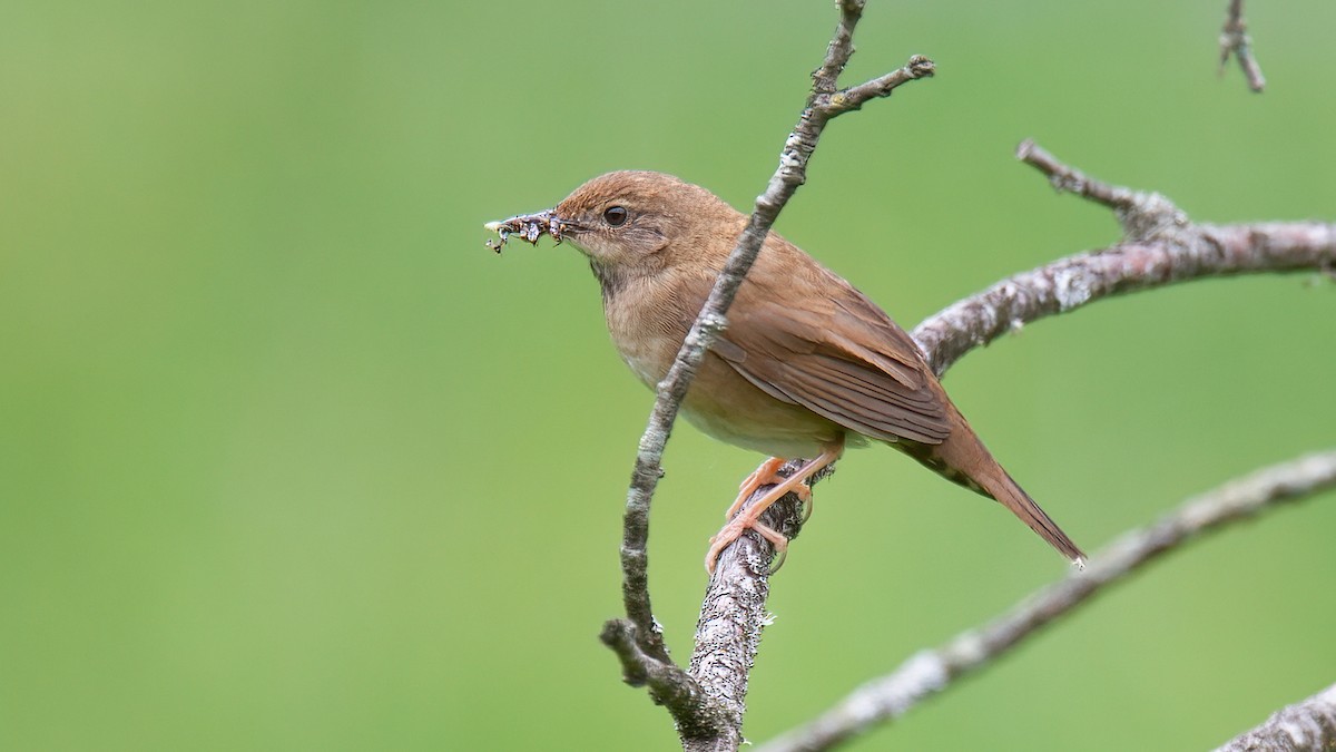 Baikal Bush Warbler - ML488530111