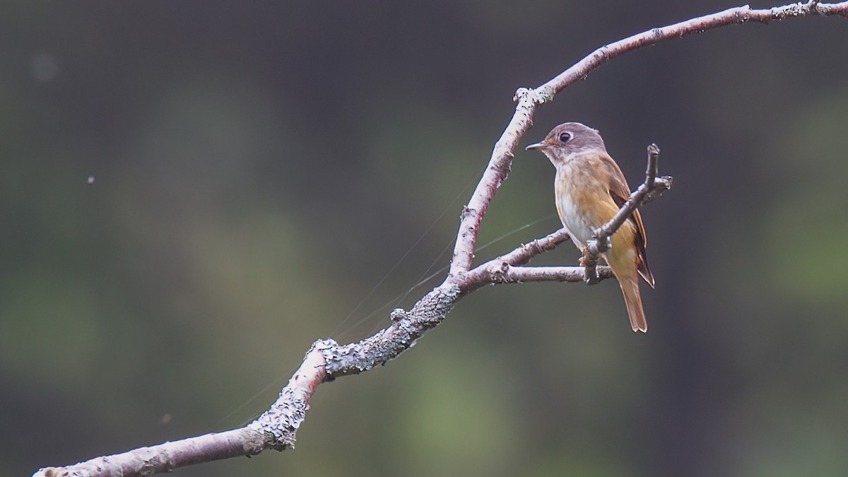 Ferruginous Flycatcher - ML488530351