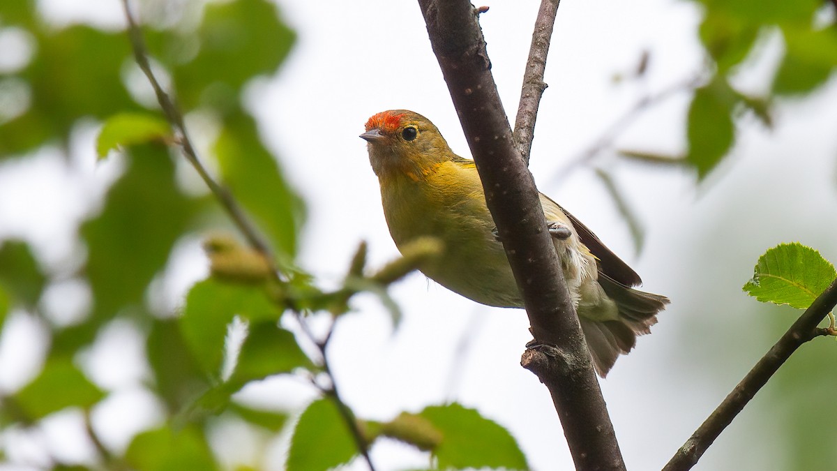 Pájaro Moscón Carirrojo - ML488530431