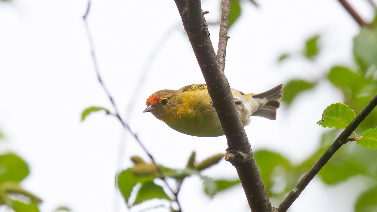 Fire-capped Tit - ML488530441