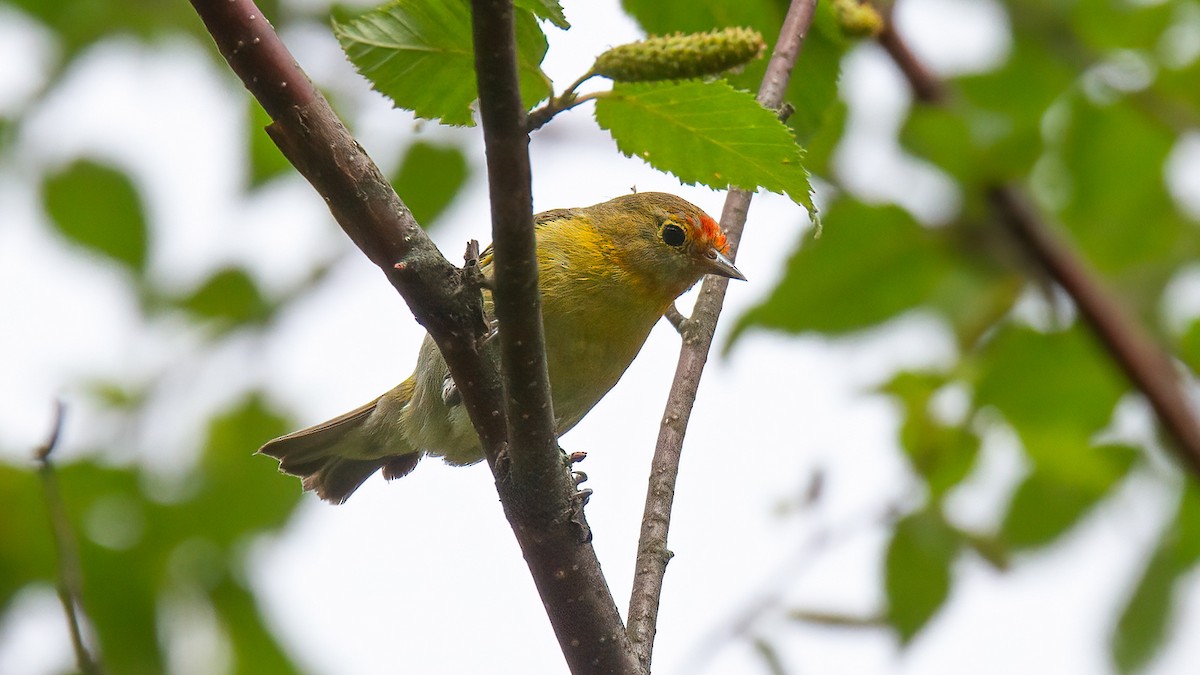 Fire-capped Tit - ML488530451