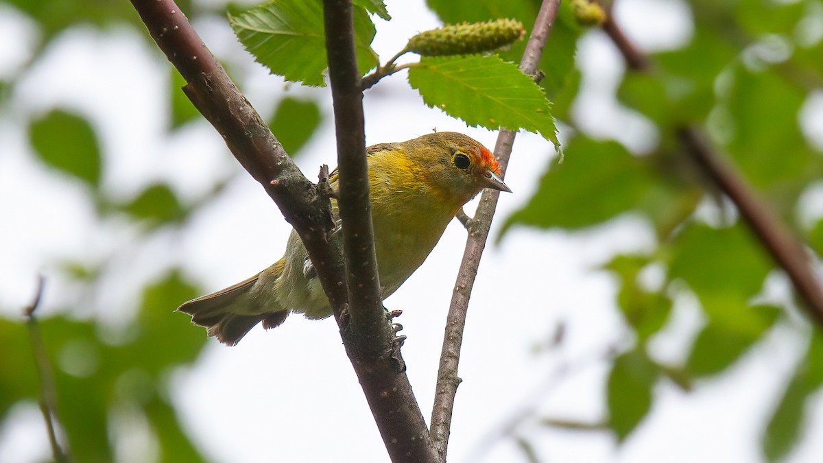 Mésange tête-de-feu - ML488530451