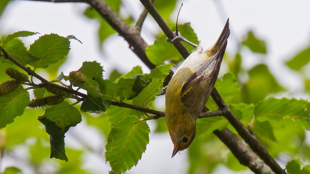 Fire-capped Tit - ML488530471