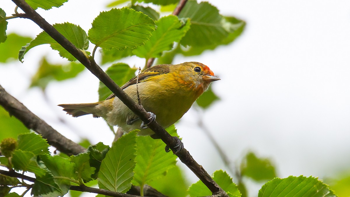 Fire-capped Tit - ML488530521