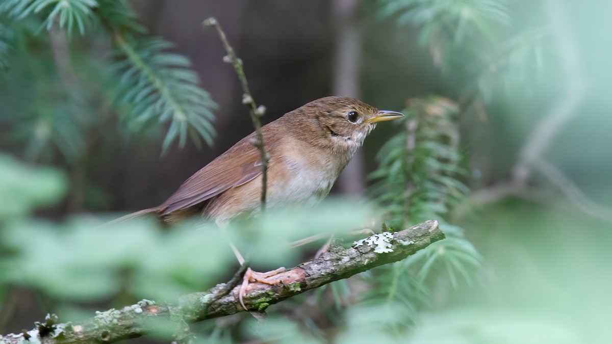 Brown Bush Warbler - ML488530581