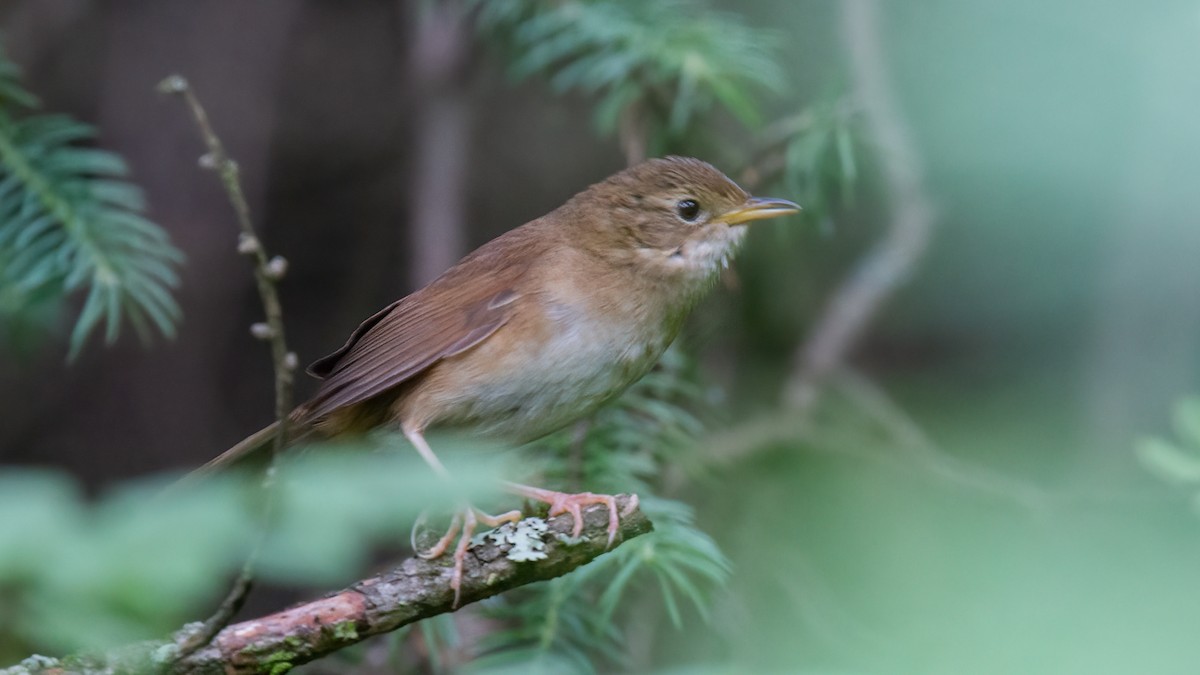 Brown Bush Warbler - Robert Tizard