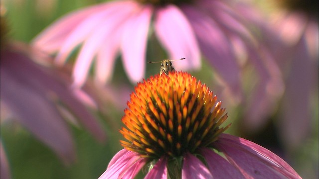 Western Honey Bee - ML488532