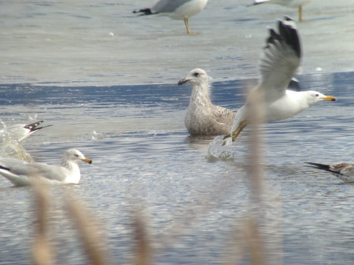 California Gull - ML48853231