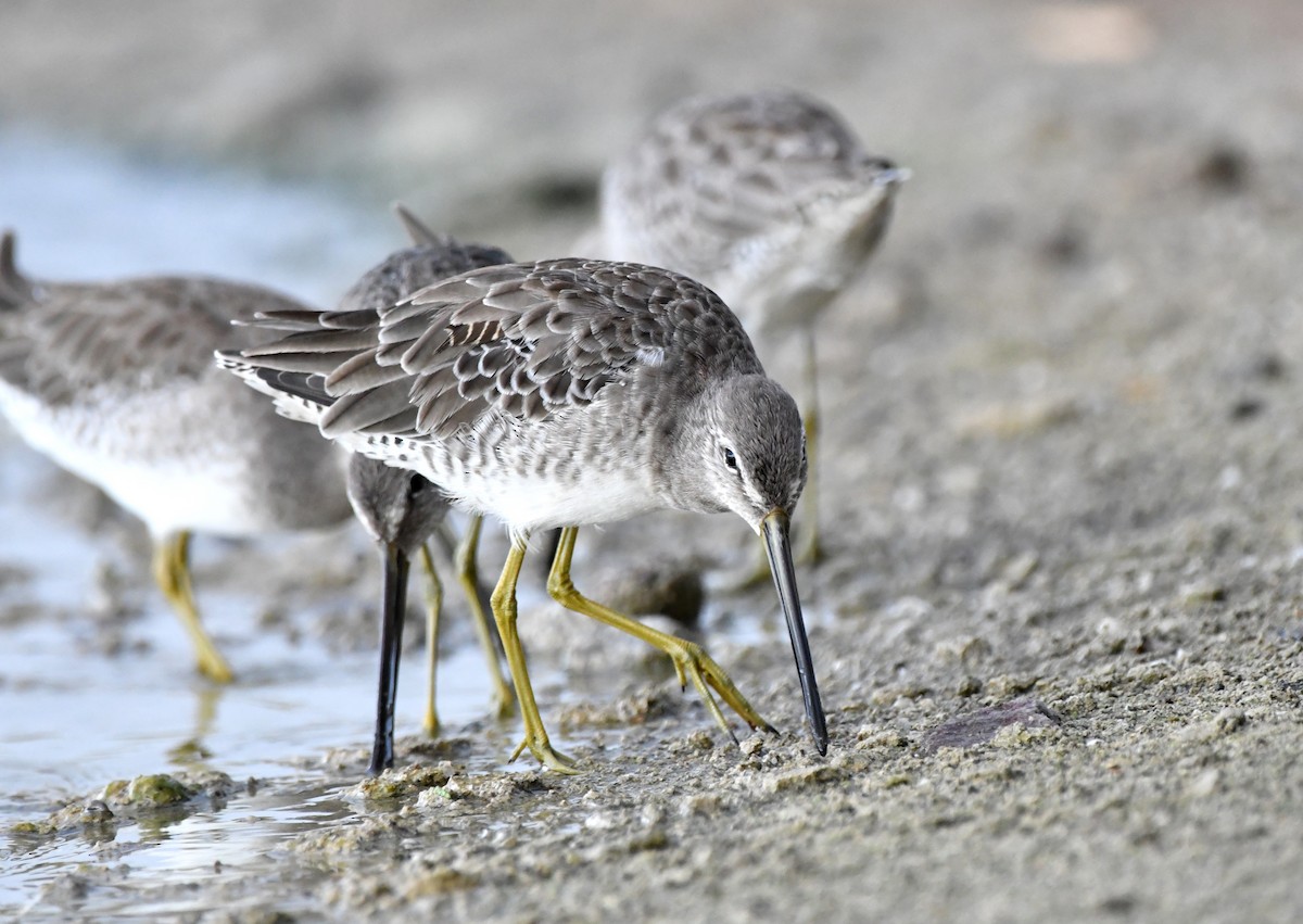 Long-billed Dowitcher - Stéphane Barrette