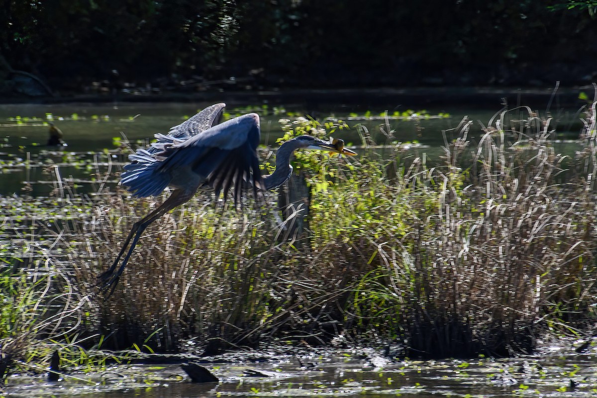 Great Blue Heron - Patricia Dortch