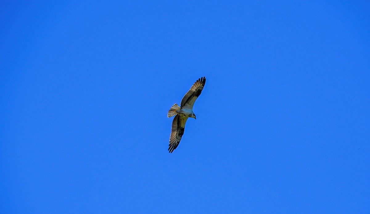 Águila Pescadora - ML488533011