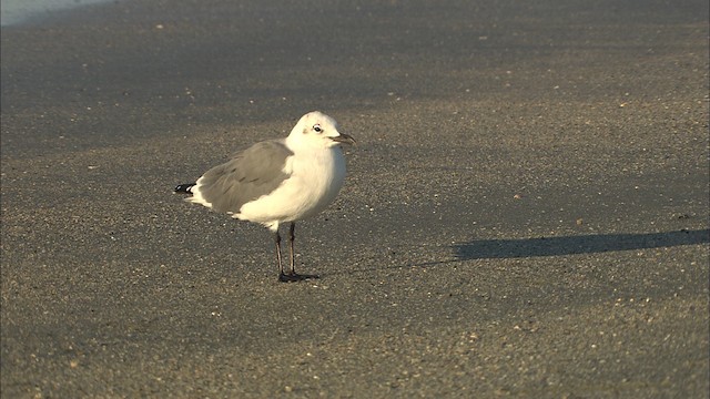 Mouette atricille - ML488534