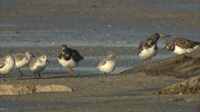 Ruddy Turnstone - ML488535