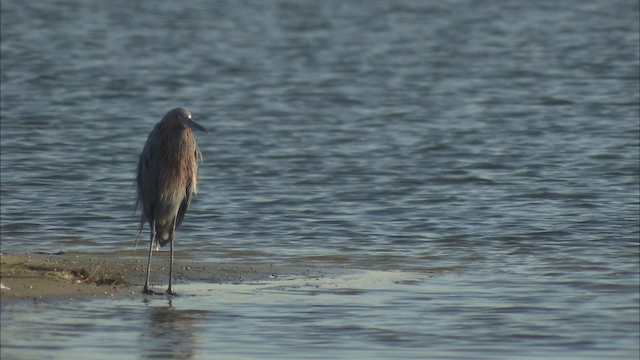 Reddish Egret - ML488536