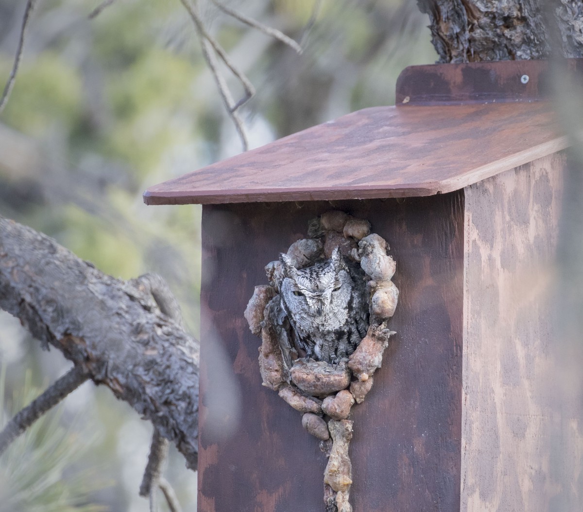 Western Screech-Owl - ML48853611