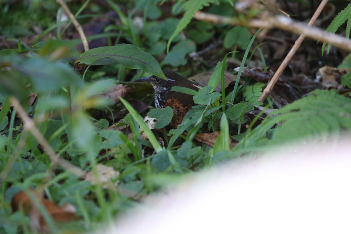 Sharp-tailed Streamcreeper - ML488536501