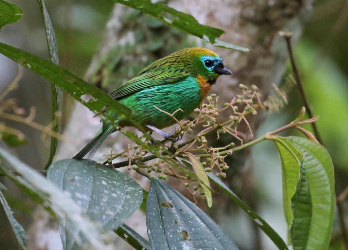 Brassy-breasted Tanager - ML488536871