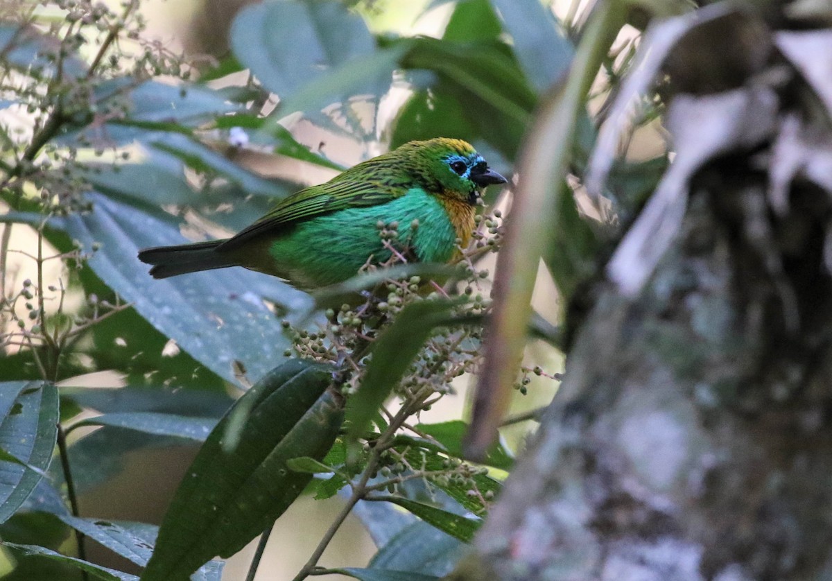Brassy-breasted Tanager - ML488536941