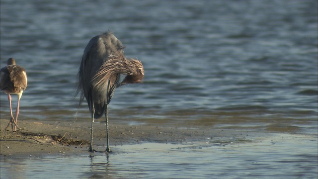 Aigrette roussâtre - ML488537