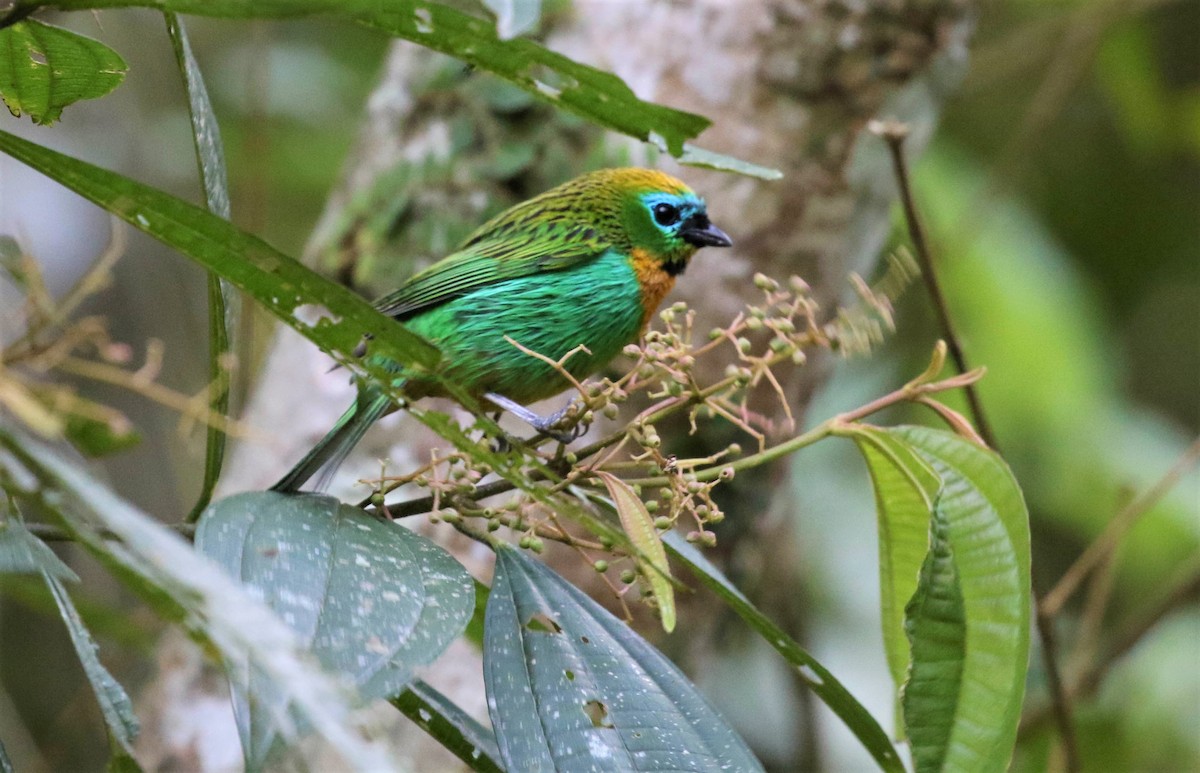 Brassy-breasted Tanager - ML488537001