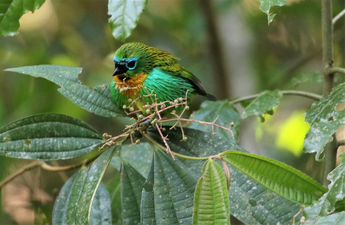 Brassy-breasted Tanager - ML488537031