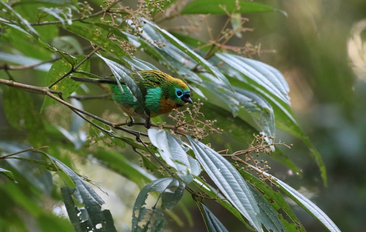 Brassy-breasted Tanager - ML488537081