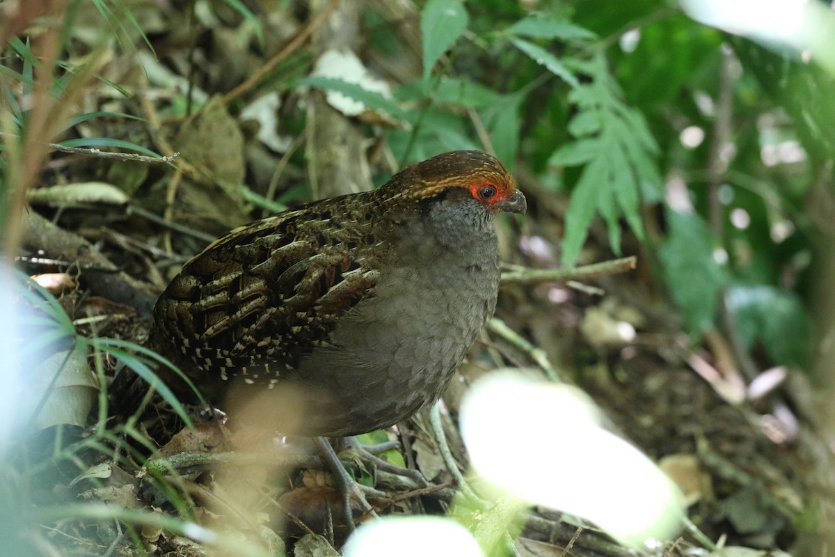 Spot-winged Wood-Quail - ML488537431