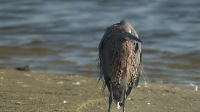 Reddish Egret - ML488538