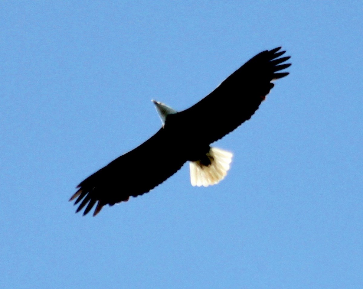 Bald Eagle - ML488538641