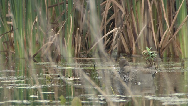 Gadwall - ML488539