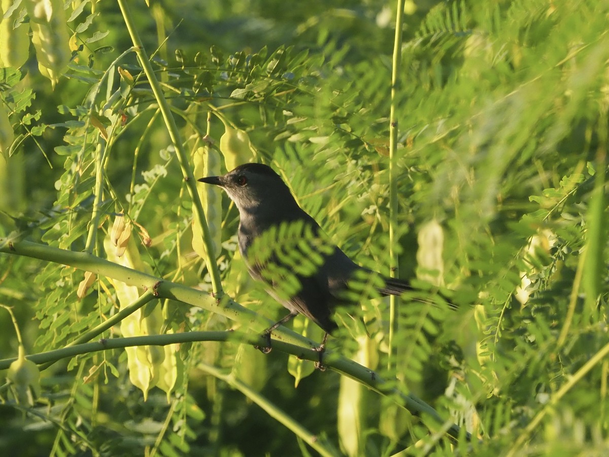 Gray Catbird - ML488539561