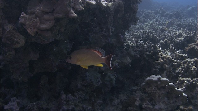 Blacktail Snapper - ML488540