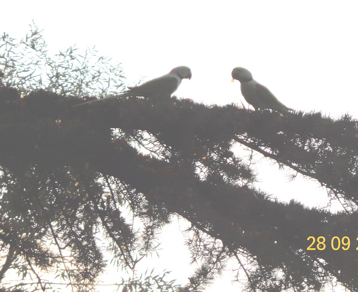 Alexandrine Parakeet - syed taffazull hussain