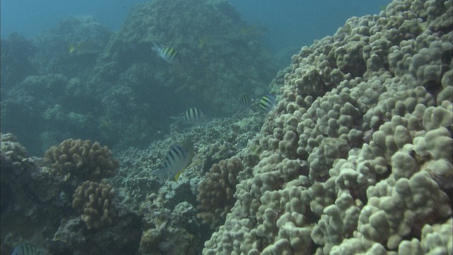 banded damselfish - ML488541