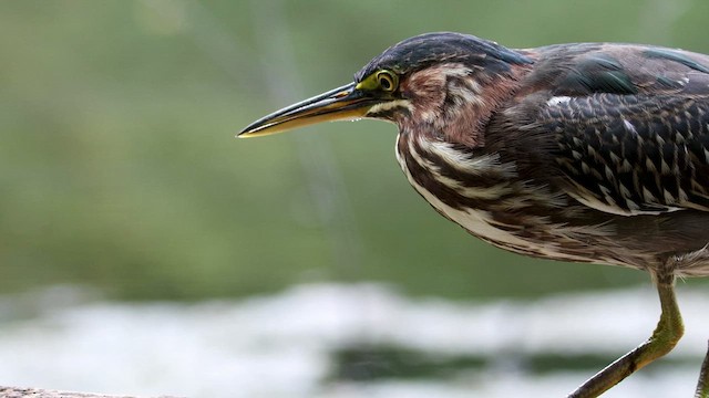 Green Heron - ML488541841