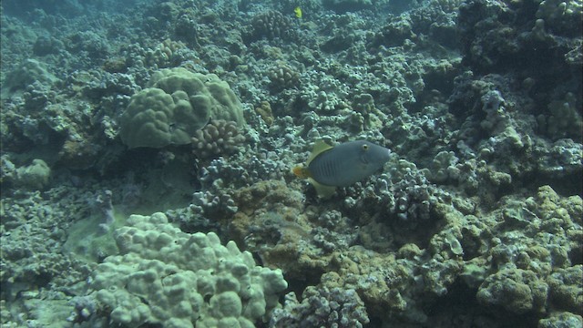 Barred Filefish - ML488542