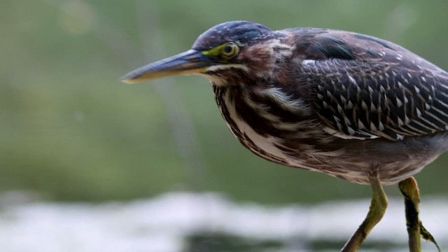 Green Heron - ML488542031