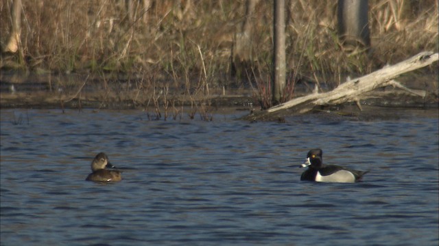 Ring-necked Duck - ML488543