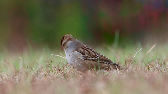 White-crowned Sparrow - ML488543191