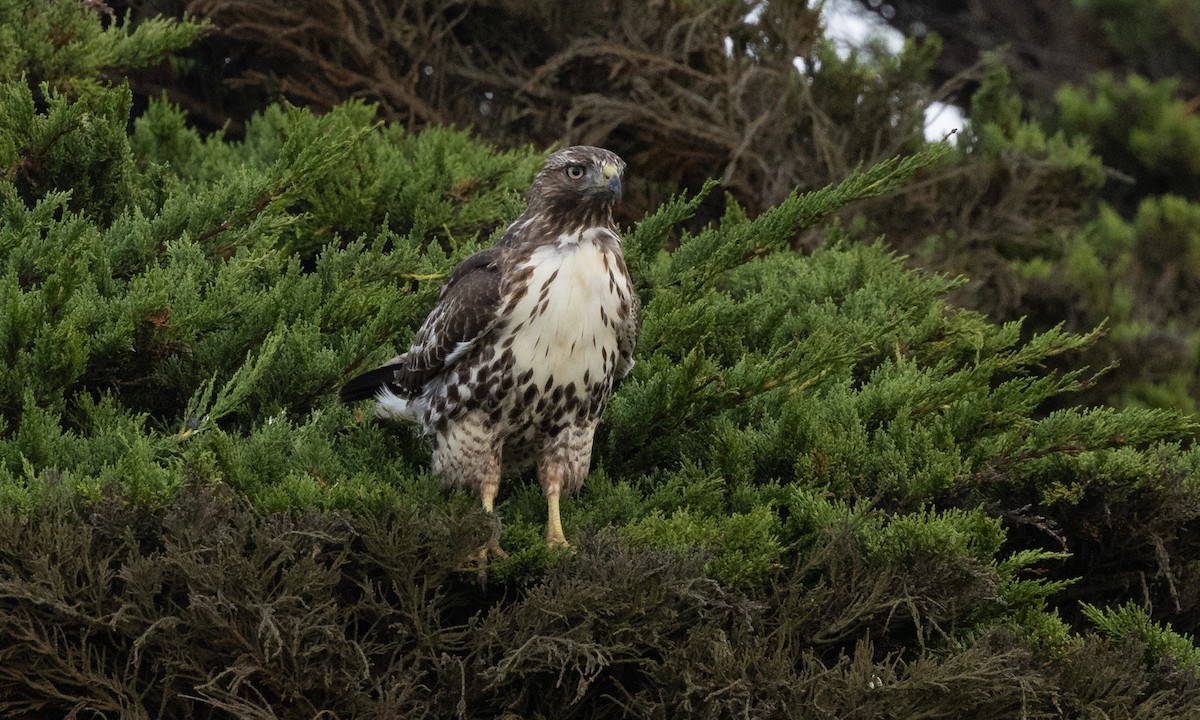 Red-tailed Hawk (calurus/alascensis) - ML488543811